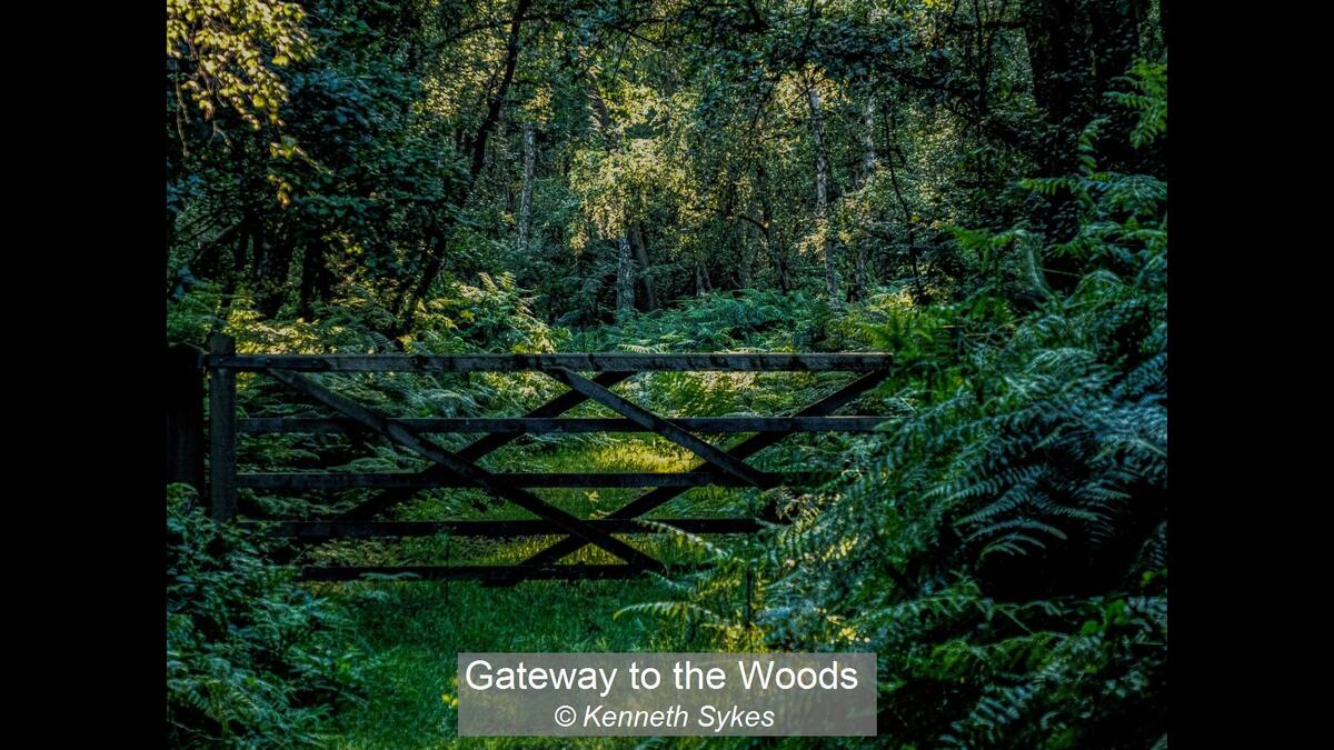 Gateway to the Woods